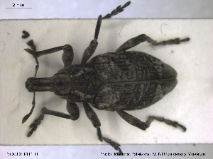  ( - NOCOL1411)  @11 [ ] CreativeCommons - Attribution Share-Alike (2019) NTNU University Museum, Department of Natural History NTNU University Museum, Department of Natural History
