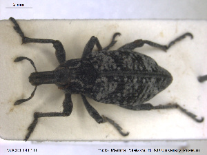  ( - NOCOL1412)  @11 [ ] CreativeCommons - Attribution Share-Alike (2019) NTNU University Museum, Department of Natural History NTNU University Museum, Department of Natural History