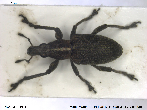  ( - NOCOL1416)  @11 [ ] CreativeCommons - Attribution Share-Alike (2019) NTNU University Museum, Department of Natural History NTNU University Museum, Department of Natural History