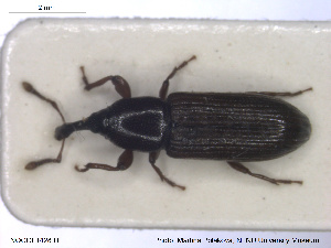  ( - NOCOL1428)  @11 [ ] CreativeCommons - Attribution Share-Alike (2019) NTNU University Museum, Department of Natural History NTNU University Museum, Department of Natural History