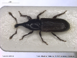  ( - NOCOL1429)  @11 [ ] CreativeCommons - Attribution Share-Alike (2019) NTNU University Museum, Department of Natural History NTNU University Museum, Department of Natural History