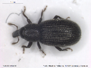  (Pselactus - NOCOL1434)  @11 [ ] CreativeCommons - Attribution Share-Alike (2019) NTNU University Museum, Department of Natural History NTNU University Museum, Department of Natural History