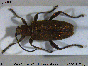  ( - NOCOL1473)  @11 [ ] Creative Commons  Attribution Non-Commercial Share-Alike (2019) NTNU University Museum, Department of Natural History NTNU University Museum, Department of Natural History