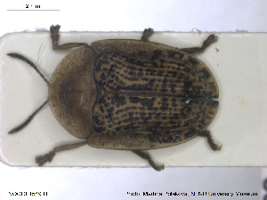  ( - NOCOL1549)  @11 [ ] Creative Commons  Attribution Non-Commercial Share-Alike (2019) NTNU University Museum, Department of Natural History NTNU University Museum, Department of Natural History