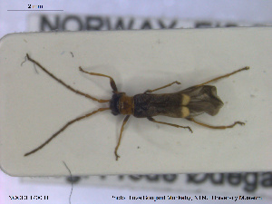  ( - NOCOL1700)  @11 [ ] CreativeCommons - Attribution Share-Alike (2019) NTNU University Museum, Department of Natural History NTNU University Museum, Department of Natural History