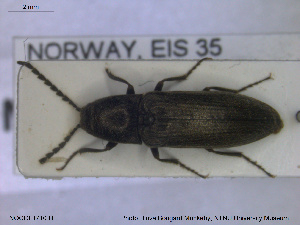  ( - NOCOL1710)  @11 [ ] CreativeCommons - Attribution Share-Alike (2019) NTNU University Museum, Department of Natural History NTNU University Museum, Department of Natural History