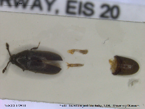  ( - NOCOL1726)  @11 [ ] CreativeCommons - Attribution Share-Alike (2019) NTNU University Museum, Department of Natural History NTNU University Museum, Department of Natural History