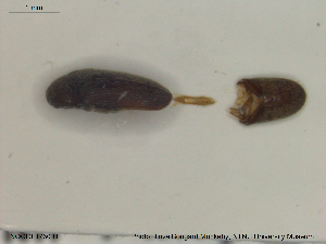  ( - NOCOL1730)  @11 [ ] CreativeCommons - Attribution Share-Alike (2019) NTNU University Museum, Department of Natural History NTNU University Museum, Department of Natural History