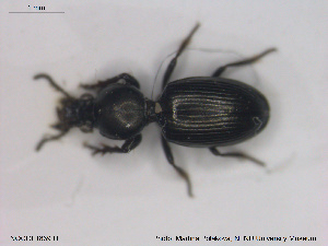  ( - NOCOL1839)  @11 [ ] CreativeCommons - Attribution Share-Alike (2019) NTNU University Museum, Department of Natural History NTNU University Museum, Department of Natural History