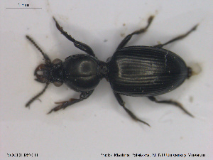  ( - NOCOL1840)  @11 [ ] CreativeCommons - Attribution Share-Alike (2019) NTNU University Museum, Department of Natural History NTNU University Museum, Department of Natural History