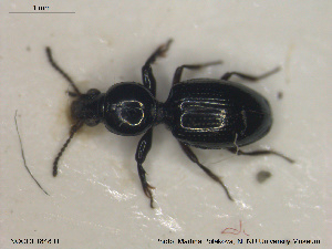 ( - NOCOL1848)  @11 [ ] CreativeCommons - Attribution Share-Alike (2019) NTNU University Museum, Department of Natural History NTNU University Museum, Department of Natural History