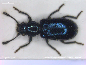  ( - NOCOL2264)  @11 [ ] Creative Commons  Attribution Non-Commercial Share-Alike (2020) NTNU University Museum, Department of Natural History NTNU University Museum, Department of Natural History