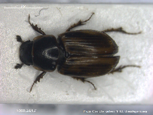  ( - NOCOL2421)  @11 [ ] Creative Commons  Attribution Non-Commercial Share-Alike (2020) NTNU University Museum, Department of Natural History NTNU University Museum, Department of Natural History
