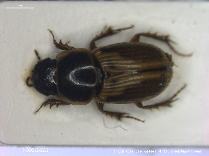  ( - NOCOL2422)  @11 [ ] Creative Commons  Attribution Non-Commercial Share-Alike (2020) NTNU University Museum, Department of Natural History NTNU University Museum, Department of Natural History