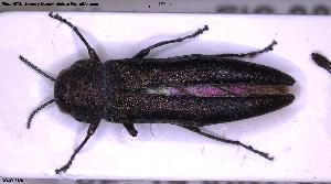  ( - NOCOL3429)  @11 [ ] Creative Commons  Attribution Non-Commercial Share-Alike (2025) NTNU University Museum, Department of Natural History NTNU University Museum, Department of Natural History