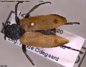  (Apalus bimaculatus - NOCOL3444)  @11 [ ] Creative Commons  Attribution Non-Commercial Share-Alike (2025) NTNU University Museum, Department of Natural History NTNU University Museum, Department of Natural History