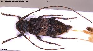  ( - NOCOL3472)  @11 [ ] Creative Commons  Attribution Non-Commercial Share-Alike (2025) NTNU University Museum, Department of Natural History NTNU University Museum, Department of Natural History