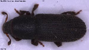  ( - NOCOL3482)  @11 [ ] Creative Commons  Attribution Non-Commercial Share-Alike (2025) NTNU University Museum, Department of Natural History NTNU University Museum, Department of Natural History