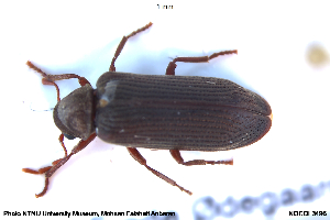  ( - NOCOL3496)  @11 [ ] Creative Commons  Attribution Non-Commercial Share-Alike (2113) NTNU University Museum, Department of Natural History NTNU University Museum, Department of Natural History