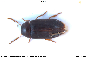  ( - NOCOL3497)  @11 [ ] Creative Commons  Attribution Non-Commercial Share-Alike (2114) NTNU University Museum, Department of Natural History NTNU University Museum, Department of Natural History