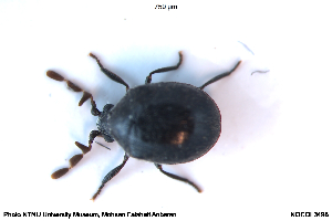  ( - NOCOL3498)  @11 [ ] Creative Commons  Attribution Non-Commercial Share-Alike (2115) NTNU University Museum, Department of Natural History NTNU University Museum, Department of Natural History