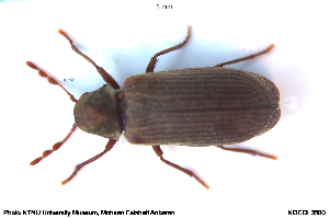  ( - NOCOL3500)  @11 [ ] Creative Commons  Attribution Non-Commercial Share-Alike (2117) NTNU University Museum, Department of Natural History NTNU University Museum, Department of Natural History