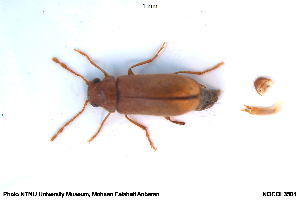  ( - NOCOL3501)  @11 [ ] Creative Commons  Attribution Non-Commercial Share-Alike (2118) NTNU University Museum, Department of Natural History NTNU University Museum, Department of Natural History