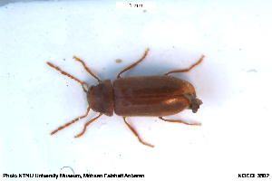  ( - NOCOL3502)  @11 [ ] Creative Commons  Attribution Non-Commercial Share-Alike (2025) NTNU University Museum, Department of Natural History NTNU University Museum, Department of Natural History