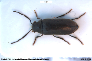  ( - NOCOL3503)  @11 [ ] Creative Commons  Attribution Non-Commercial Share-Alike (2025) NTNU University Museum, Department of Natural History NTNU University Museum, Department of Natural History