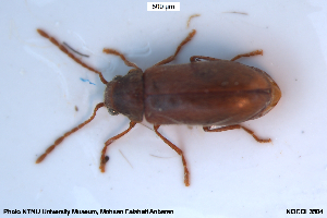  ( - NOCOL3504)  @11 [ ] Creative Commons  Attribution Non-Commercial Share-Alike (2026) NTNU University Museum, Department of Natural History NTNU University Museum, Department of Natural History