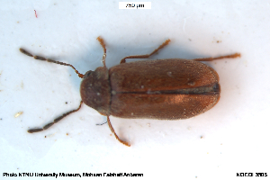  ( - NOCOL3505)  @11 [ ] Creative Commons  Attribution Non-Commercial Share-Alike (2027) NTNU University Museum, Department of Natural History NTNU University Museum, Department of Natural History