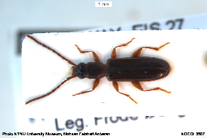  ( - NOCOL3507)  @11 [ ] Creative Commons  Attribution Non-Commercial Share-Alike (2029) NTNU University Museum, Department of Natural History NTNU University Museum, Department of Natural History