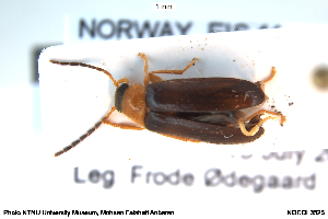  ( - NOCOL3525)  @11 [ ] Creative Commons  Attribution Non-Commercial Share-Alike (2047) NTNU University Museum, Department of Natural History NTNU University Museum, Department of Natural History