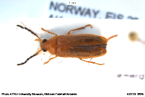  ( - NOCOL3526)  @11 [ ] Creative Commons  Attribution Non-Commercial Share-Alike (2048) NTNU University Museum, Department of Natural History NTNU University Museum, Department of Natural History