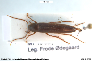  ( - NOCOL3530)  @11 [ ] Creative Commons  Attribution Non-Commercial Share-Alike (2052) NTNU University Museum, Department of Natural History NTNU University Museum, Department of Natural History