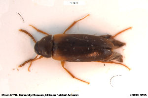  ( - NOCOL3535)  @11 [ ] Creative Commons  Attribution Non-Commercial Share-Alike (2057) NTNU University Museum, Department of Natural History NTNU University Museum, Department of Natural History