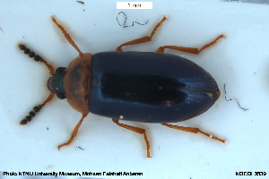  ( - NOCOL3539)  @11 [ ] Creative Commons  Attribution Non-Commercial Share-Alike (2061) NTNU University Museum, Department of Natural History NTNU University Museum, Department of Natural History