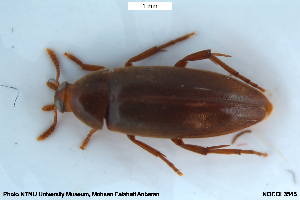  ( - NOCOL3545)  @11 [ ] Creative Commons  Attribution Non-Commercial Share-Alike (2067) NTNU University Museum, Department of Natural History NTNU University Museum, Department of Natural History