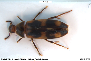  ( - NOCOL3547)  @11 [ ] Creative Commons  Attribution Non-Commercial Share-Alike (2069) NTNU University Museum, Department of Natural History NTNU University Museum, Department of Natural History