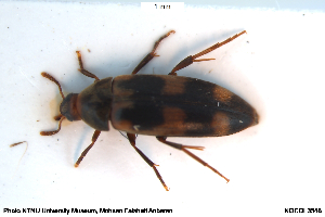  ( - NOCOL3548)  @11 [ ] Creative Commons  Attribution Non-Commercial Share-Alike (2070) NTNU University Museum, Department of Natural History NTNU University Museum, Department of Natural History