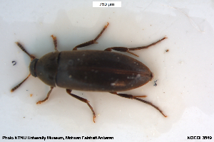  ( - NOCOL3549)  @11 [ ] Creative Commons  Attribution Non-Commercial Share-Alike (2071) NTNU University Museum, Department of Natural History NTNU University Museum, Department of Natural History