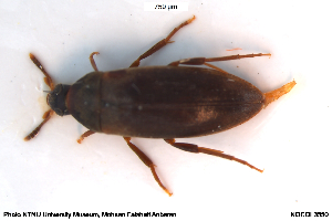  ( - NOCOL3550)  @11 [ ] Creative Commons  Attribution Non-Commercial Share-Alike (2072) NTNU University Museum, Department of Natural History NTNU University Museum, Department of Natural History