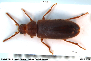  ( - NOCOL3553)  @11 [ ] Creative Commons  Attribution Non-Commercial Share-Alike (2075) NTNU University Museum, Department of Natural History NTNU University Museum, Department of Natural History