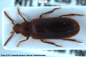  ( - NOCOL3554)  @11 [ ] Creative Commons  Attribution Non-Commercial Share-Alike (2076) NTNU University Museum, Department of Natural History NTNU University Museum, Department of Natural History