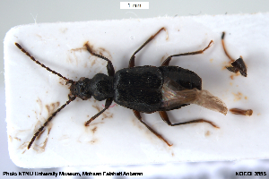  ( - NOCOL3555)  @11 [ ] Creative Commons  Attribution Non-Commercial Share-Alike (2077) NTNU University Museum, Department of Natural History NTNU University Museum, Department of Natural History