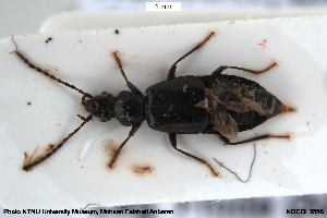  ( - NOCOL3556)  @11 [ ] Creative Commons  Attribution Non-Commercial Share-Alike (2078) NTNU University Museum, Department of Natural History NTNU University Museum, Department of Natural History