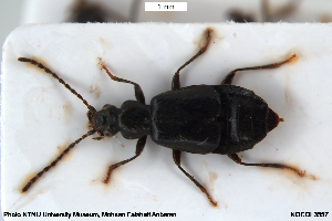  ( - NOCOL3557)  @11 [ ] Creative Commons  Attribution Non-Commercial Share-Alike (2079) NTNU University Museum, Department of Natural History NTNU University Museum, Department of Natural History