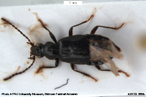  ( - NOCOL3558)  @11 [ ] Creative Commons  Attribution Non-Commercial Share-Alike (2080) NTNU University Museum, Department of Natural History NTNU University Museum, Department of Natural History