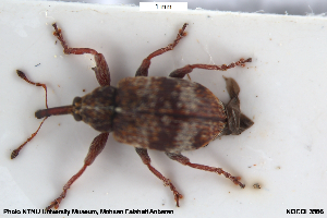  ( - NOCOL3566)  @11 [ ] Creative Commons  Attribution Non-Commercial Share-Alike (2088) NTNU University Museum, Department of Natural History NTNU University Museum, Department of Natural History