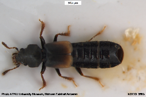  ( - NOCOL3583)  @11 [ ] Creative Commons  Attribution Non-Commercial Share-Alike (2105) NTNU University Museum, Department of Natural History NTNU University Museum, Department of Natural History